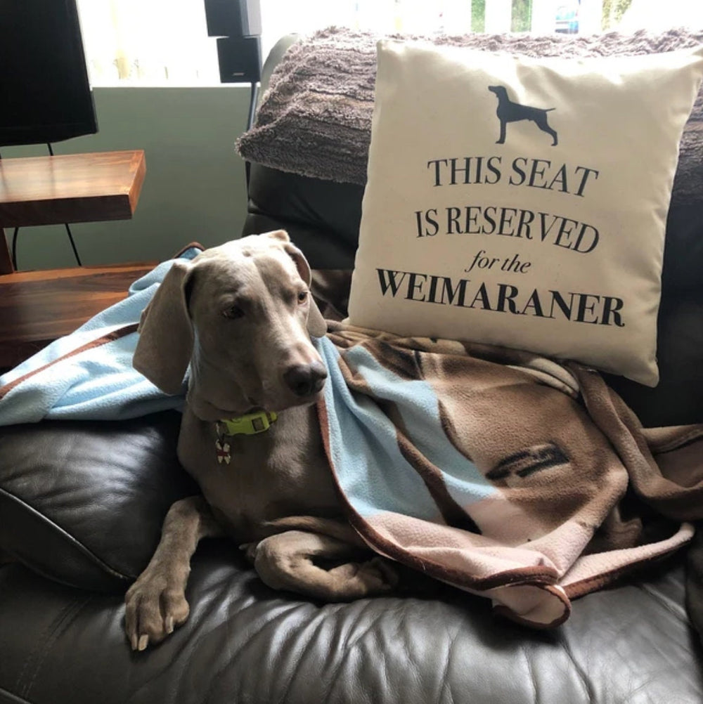 Weimaraner cushion, dog pillow, weimaraner pillow, cover cotton canvas print, dog lover gift for her 40x40 50x50 153